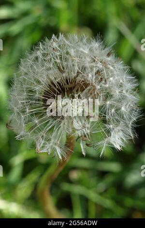 What's the time? Dandelion clock seed head.Taraxacum is a large genus of flowering plants in the family Asteraceae, commonly know as dandelion. Stock Photo