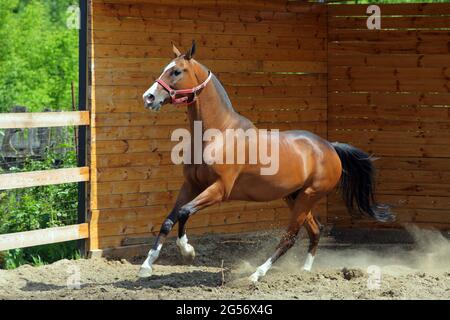 Young aristocratic bay stallion of Akhal Teke horse breed from Turkmenistan, galloping in a paddock, wooden stable Stock Photo