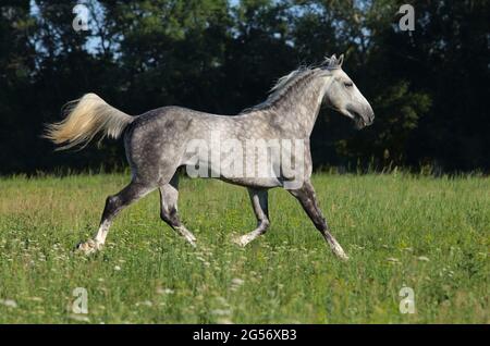 Andalusian horse galloping near the stable at the rest Stock Photo