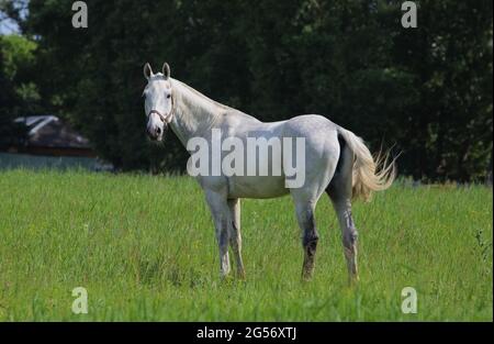 Pure Spanish Horse or PRE, portrait against green garden nature background Stock Photo