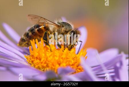 detail of bee or honeybee in Latin Apis Mellifera, european or western honey bee sitting on the yellow violet purple or blue flower Stock Photo