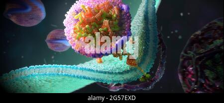 LDL receptors on cell membrane, illustration Stock Photo