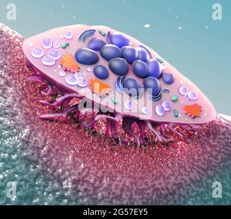 Osteoporosis - Cross Section of a bone - 3D Rendering Stock Photo - Alamy