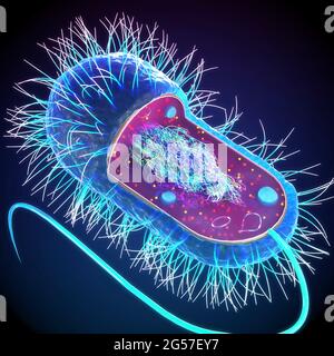 Structure of a bacteria cell, illustration. Bacterial cells contain ...