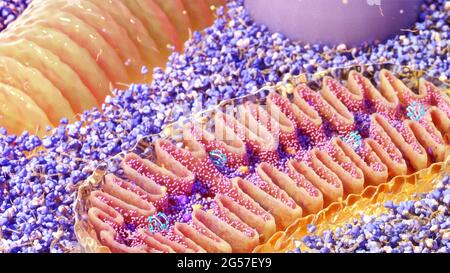 Mitochondria cross-section, illustration Stock Photo