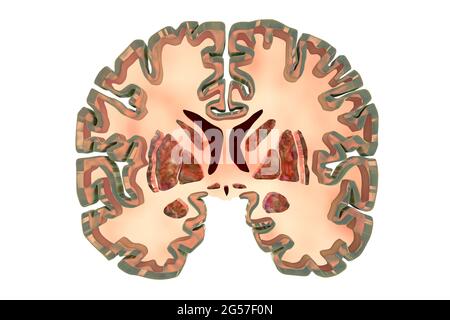 Illustration of the brain sections Stock Photo - Alamy
