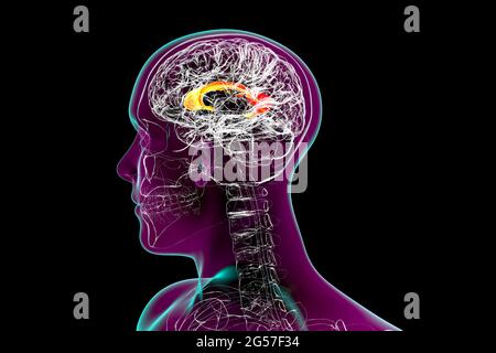 Human brain with highlighted corpus callosum, illustration Stock Photo