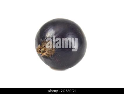 Black currant isolated on white close up. Stock Photo