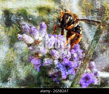 Honeybee on violet flower Stock Photo