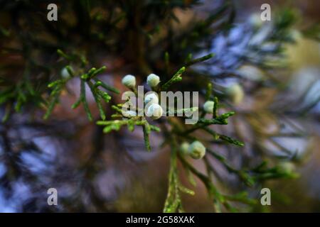 Centered closeup of light blue berries of a juniper species tree with green leaves Stock Photo