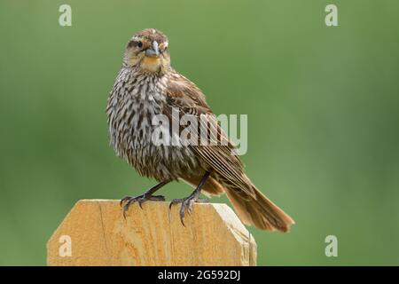 Female red winged blackbird bird or Agelaius phoeniceus perched on fence post against green background Stock Photo