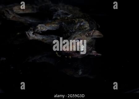 Fly eggs laid on Dead animal squirrel decomposition. Macro time lapse of dead squirrel. Stock Photo