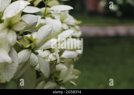 Leaves of Mussaenda philippica in the blurred background Stock Photo
