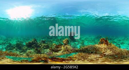 Tropical colourful underwater seas. Coral Garden with Underwater Vibrant Fish. Underwater tropical colourful soft-hard corals seascape. Philippines. 360 panorama VR Stock Photo