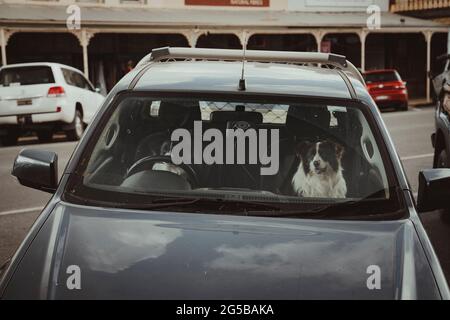 Two Border Collies sit in the front seats of a car waiting for their owner. Beechworth, Victoria - December 22nd, 2020 Stock Photo