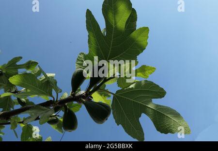 Green figs on tree in Andalusian countryside viewed against blue spring sky Stock Photo