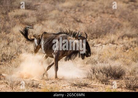Blue wildebeest running in the dust in Kgalagadi transfrontier park, South Africa ; Specie Connochaetes taurinus family of Bovidae Stock Photo
