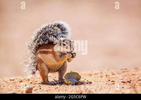 Cape ground squirrel eating seed isolated in natural background in Kgalagadi transfrontier park, South Africa; specie Xerus inauris family of Sciurida Stock Photo