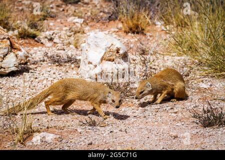 Two Yellow mongooses in scrubland in Kgalagadi transfrontier park, South Africa; specie Cynictis penicillata family of Herpestidae Stock Photo