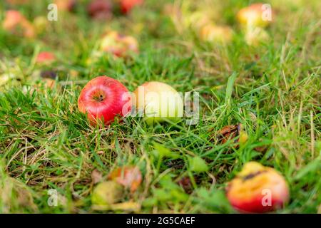 fallen ripe apples on the lawn grass under the tree Stock Photo