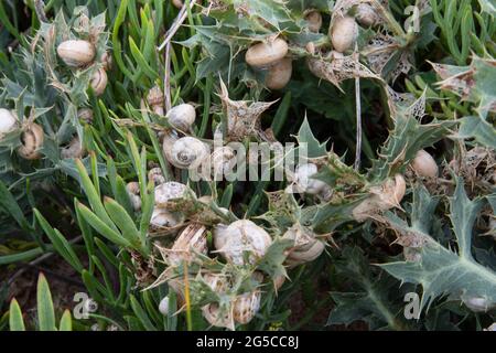 Snails on plants in sand dunes on the beach Stock Photo
