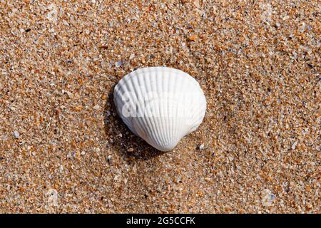 A white shell on a sandy beach under the sun Stock Photo