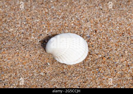A white shell on a sandy beach under the sun Stock Photo