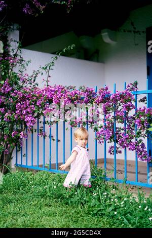 Little girl stands on green grass near a metal fence of a house next to a purple bougainvillea bush Stock Photo