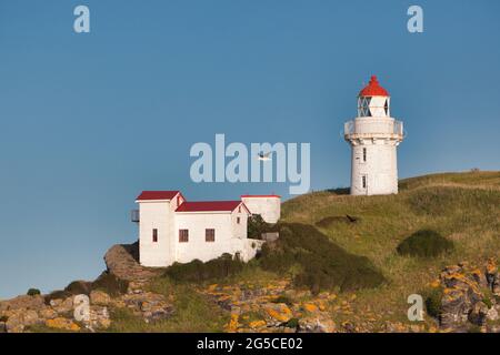 Lighthouse and building on a the top of a cliff on the east coast of South Island, New Zealand, with a bird flying through the centre of the picture Stock Photo