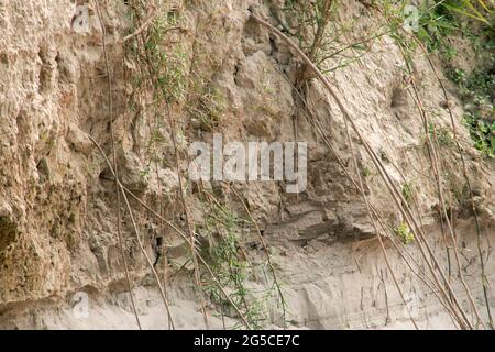 Soil is a soft, granular covering of the earth's surface Stock Photo