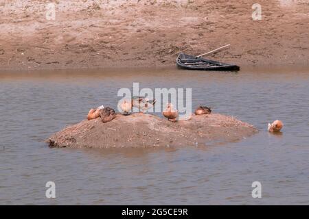 Soil is a soft, granular covering of the earth's surface Stock Photo