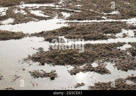 Soil is a soft, granular covering of the earth's surface Stock Photo