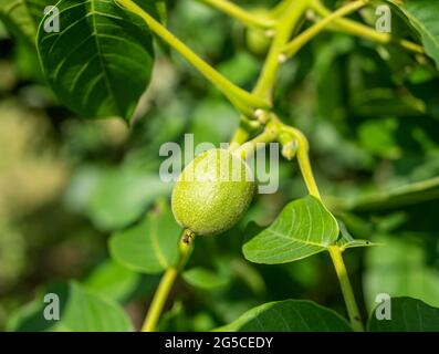 green fruit on a walnut tree Stock Photo