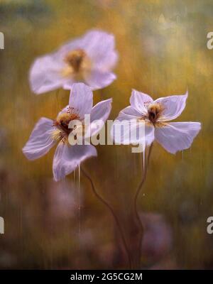 Field poppy Bridal Silk – white ( Papaver rhoeas ) Stock Photo