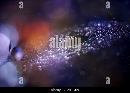 Spider web in dew drops on a blurry blue light background, Spider galaxy Stock Photo