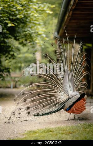 Vertical shot of a magnificent Indian peacock with its train fully spread as seen from behind Stock Photo