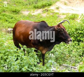 dark brown-black cow with curved horns grazing in the meadow with green leaves and plants Stock Photo