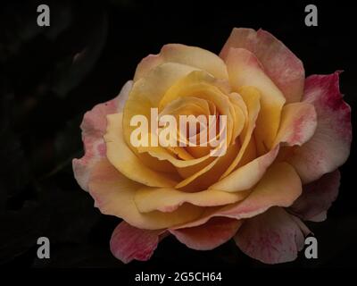yellow and pink rose on black background Stock Photo