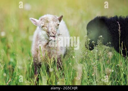 Small ouessant (or Ushant) sheep lamb grazing on dandelion stalks, another black blurred animal in foreground near Stock Photo