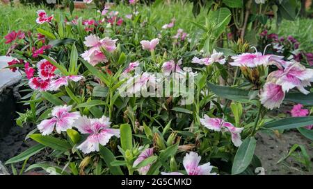 Closeup of China pink flowers blooming in the garden Stock Photo