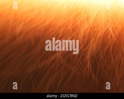 Abstract, bright red background. Glowing red fur, close-up. Stock Photo