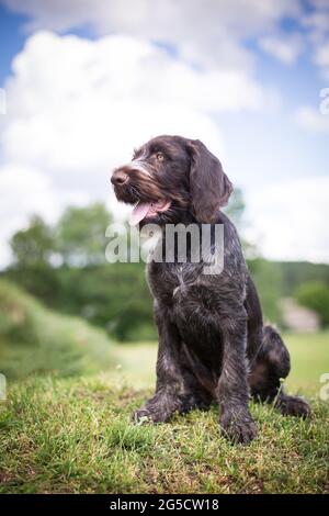 German Shorthaired Pointer puppy Stock Photo