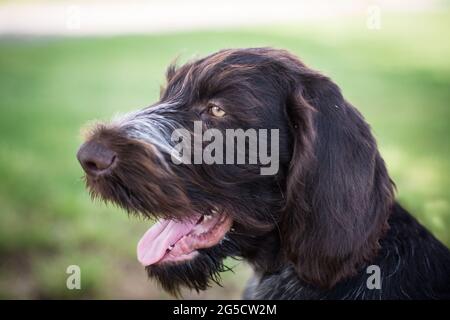 German Shorthaired Pointer puppy Stock Photo