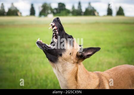 Belgian Shepherd Dog (Malinois) Stock Photo