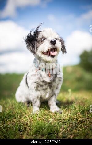 Mixed-breed dog Stock Photo