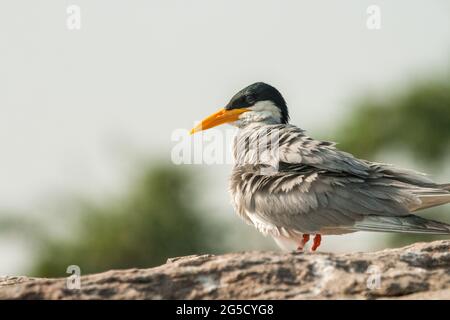 Indian river-tern, a resident breeder along the freshwater river on the banks of river Cauvery, Ranganthittu Bird Sanctuary. River-tern on rocks. Stock Photo