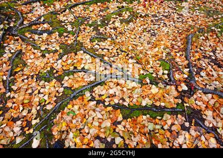 Roots above the ground between fallen leaves,  Alaska Stock Photo