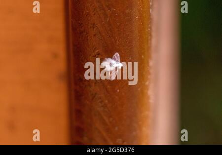 A small, fluffy woolly beech aphid fly resting on a wooden doorpost (Veluwe, The Netherlands) Stock Photo