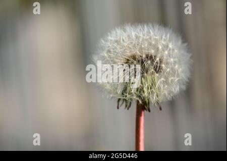 Beautiful view of spring soft and fluffy flower of dandelion clock seeds (Taraxacum officinale) against metal fence in Ballawley Park,Sandyford Dublin Stock Photo