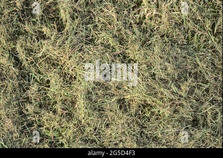 Beautiful closeup spring view of faded dry cut lawn grass in Ballawley Park, Sandyford, Dublin, Ireland. High resolution. Dried grass background Stock Photo